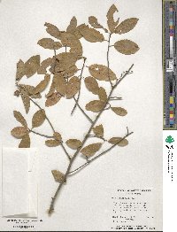 Ilex amelanchier image