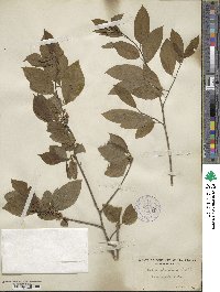 Ilex amelanchier image