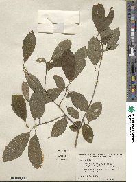 Ilex amelanchier image