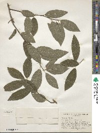 Ilex amelanchier image