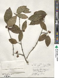 Ilex amelanchier image