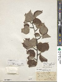 Ilex ambigua image