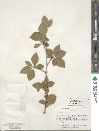 Ilex ambigua image