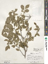 Ilex ambigua image