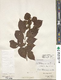 Ilex ambigua image