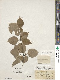 Ilex ambigua image