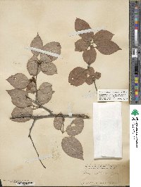 Ilex ambigua image