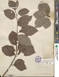 Ilex ambigua image