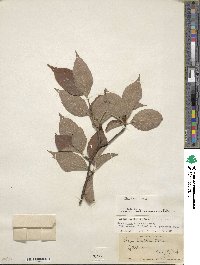 Ilex ambigua image