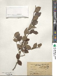 Ilex ambigua image