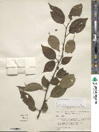 Ilex ambigua image