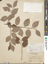 Ilex ambigua image