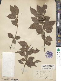 Ilex ambigua image