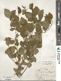 Ilex ambigua image