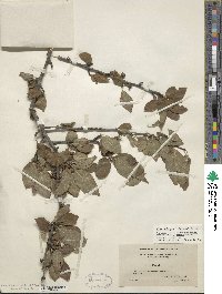 Ilex ambigua image