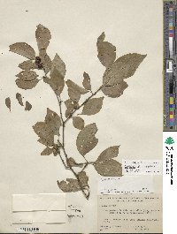 Ilex ambigua image