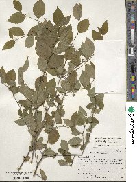 Ilex ambigua image