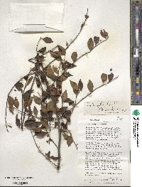 Ilex ambigua image