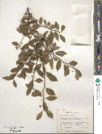 Ilex ambigua image