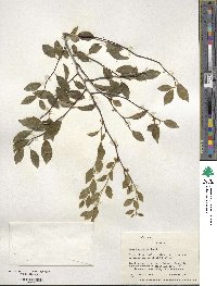 Ilex ambigua image