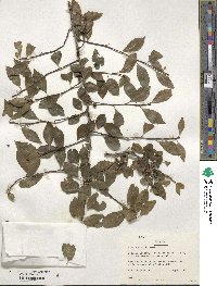 Ilex ambigua image