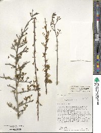 Ilex ambigua image