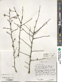 Ilex ambigua image