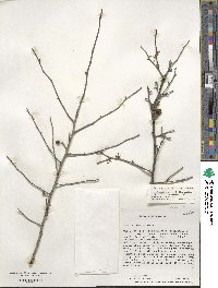 Ilex ambigua image