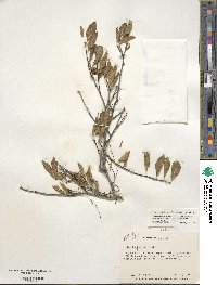 Ilex ambigua image