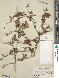 Ilex ambigua image