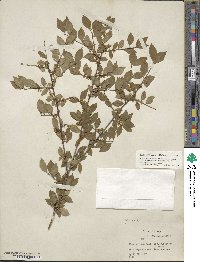 Ilex ambigua image