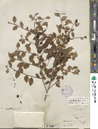 Ilex ambigua image