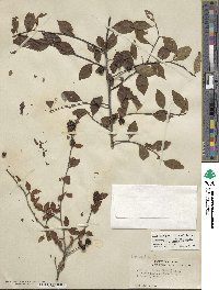 Ilex ambigua image