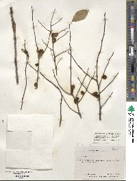 Ilex ambigua image