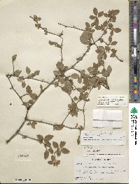 Ilex ambigua image