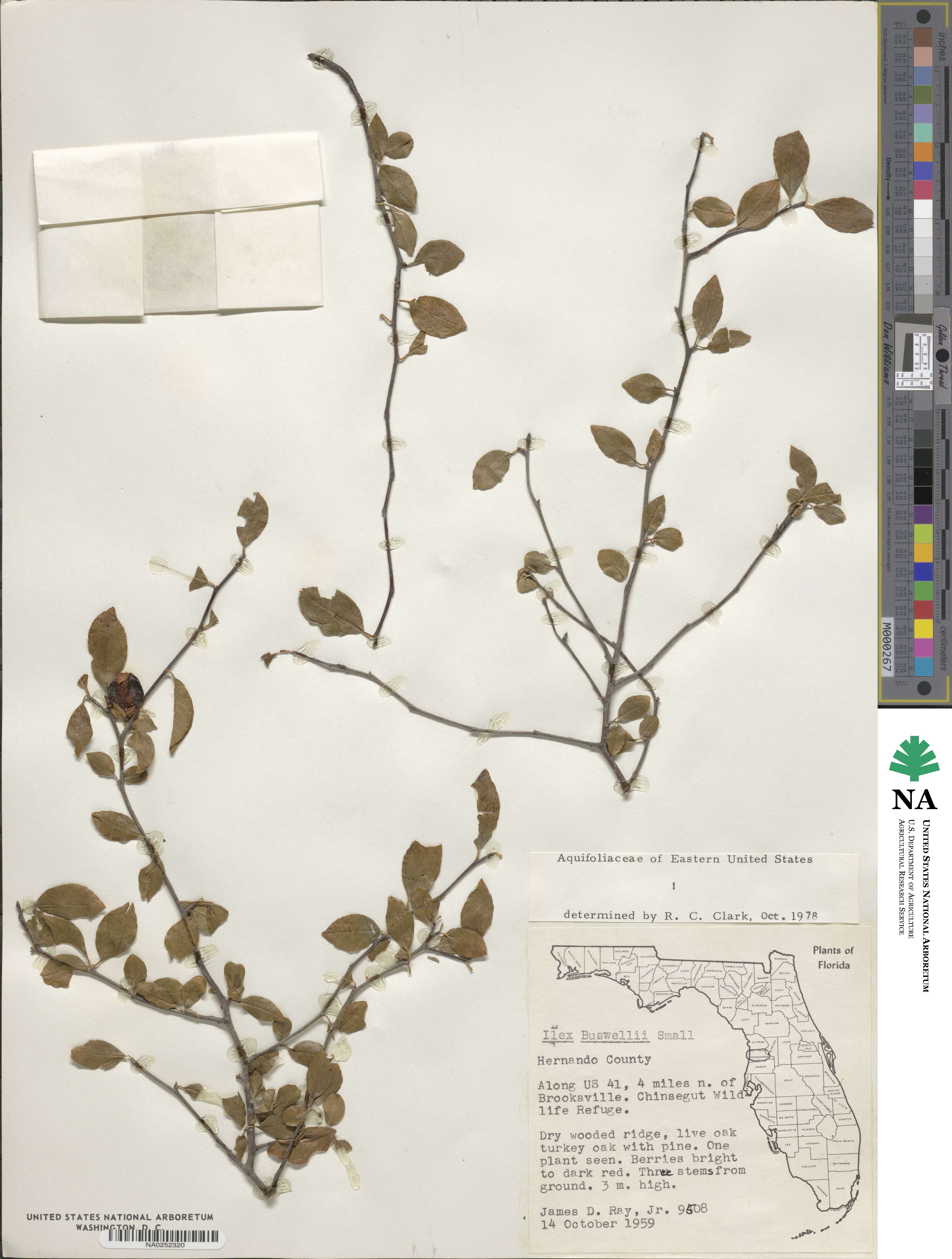 Ilex ambigua image