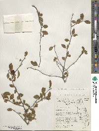 Ilex ambigua image