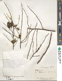 Ilex ambigua image