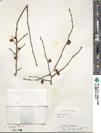 Ilex ambigua image