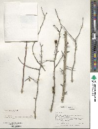 Ilex ambigua image