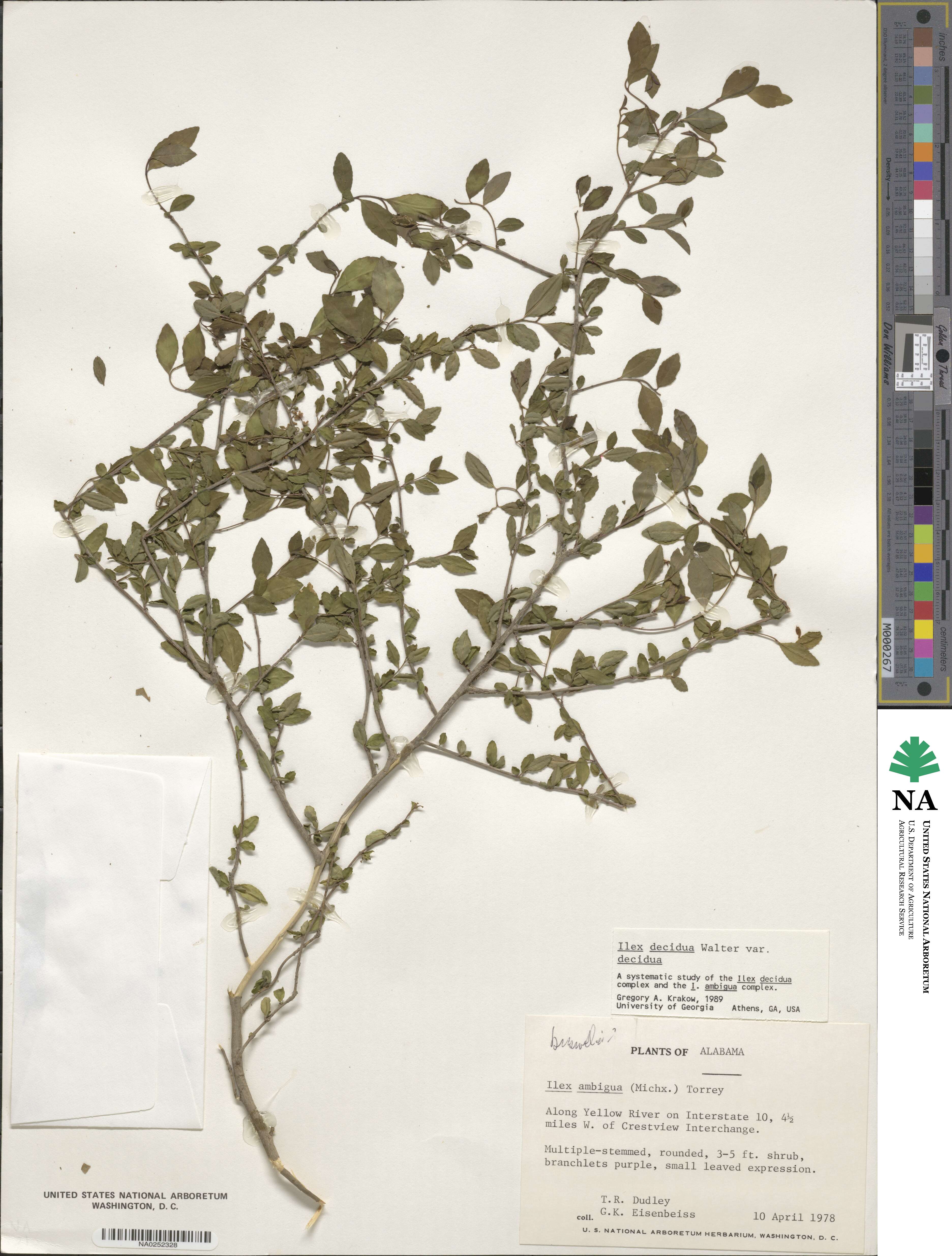 Ilex ambigua image