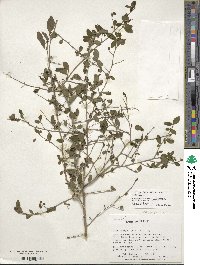 Ilex ambigua image