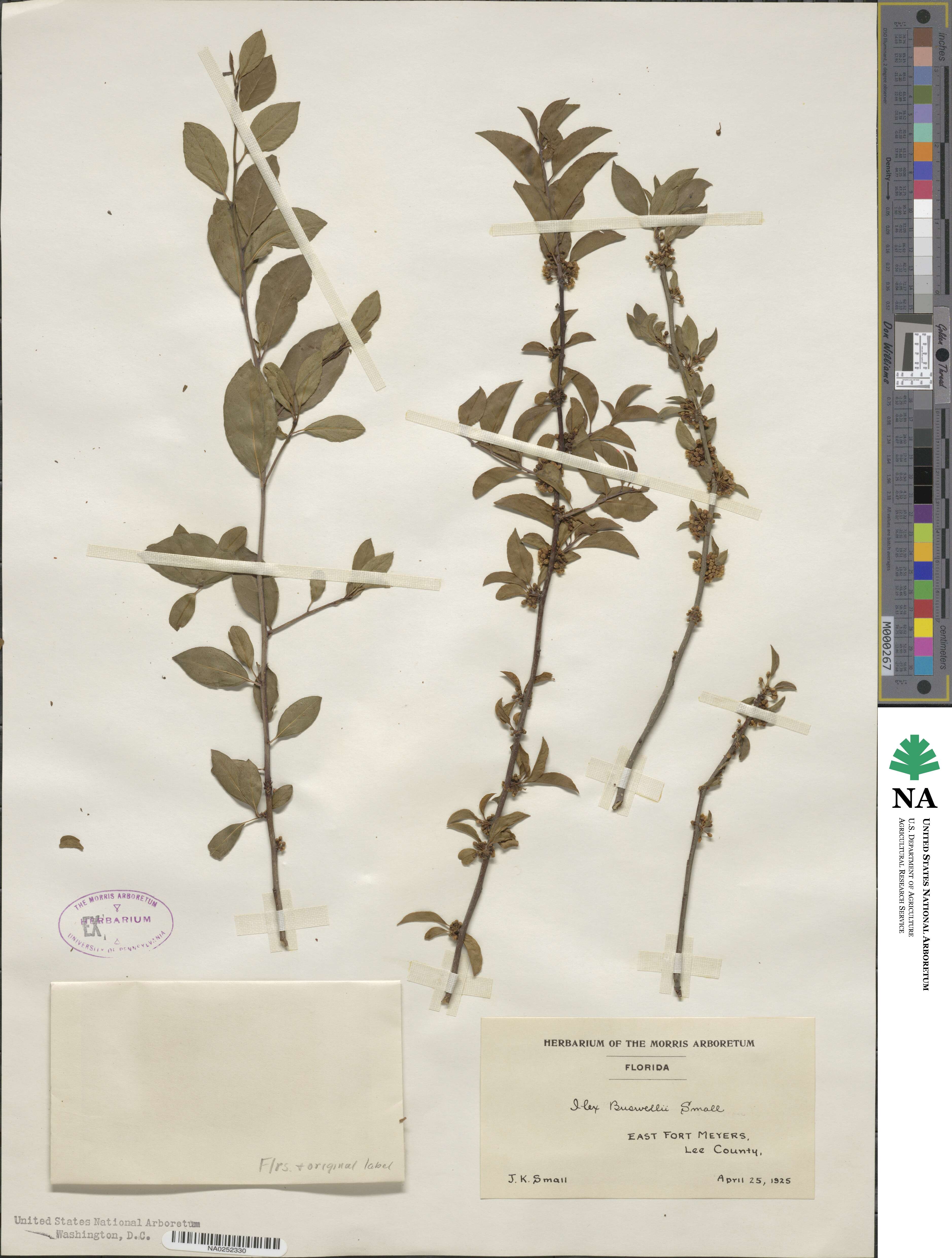 Ilex ambigua image