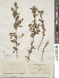 Ilex ambigua image