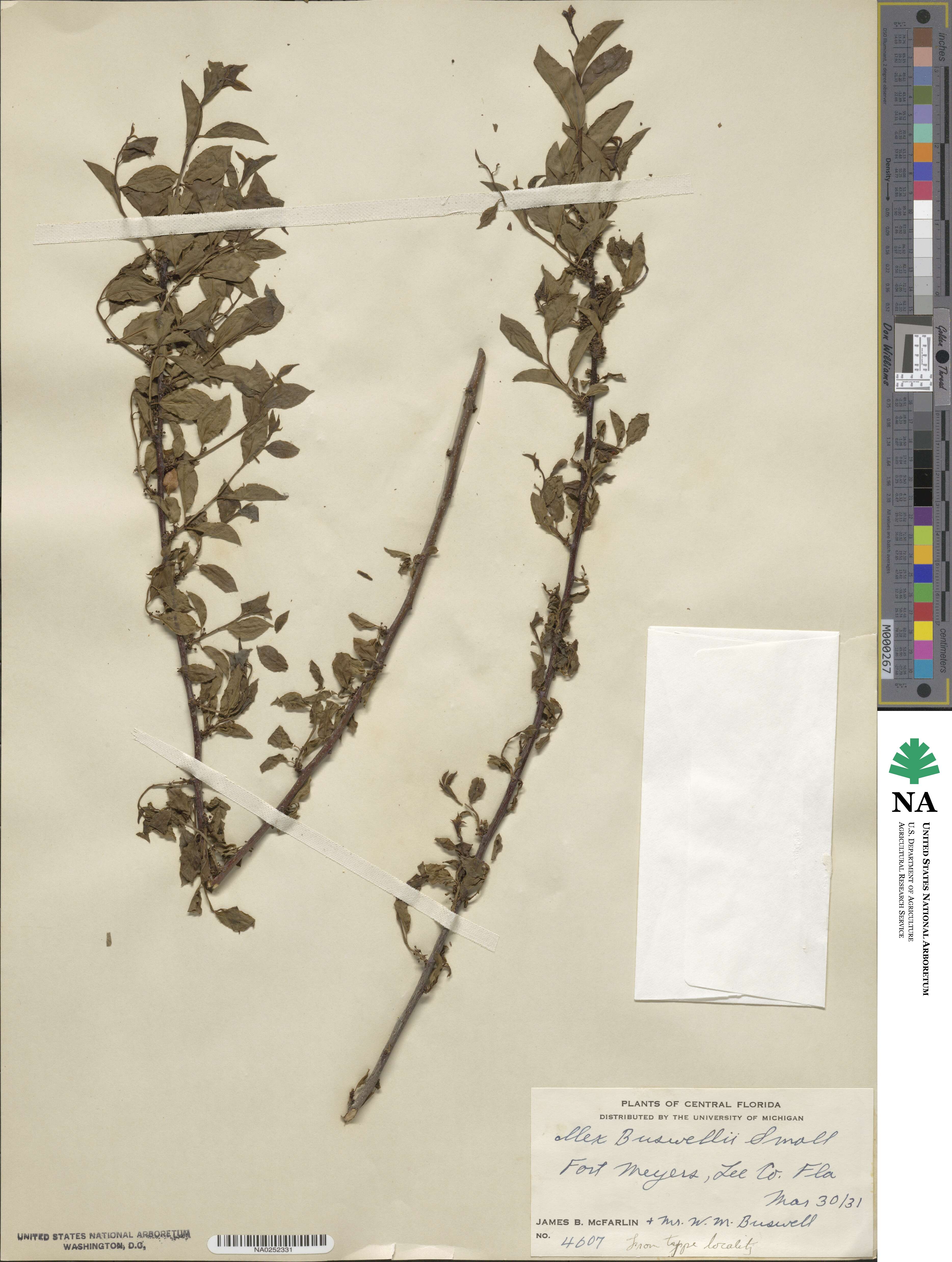 Ilex ambigua image