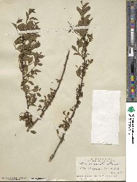 Ilex ambigua image