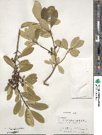 Ilex cassine image