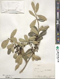 Ilex cassine image