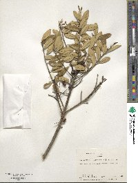 Ilex cassine image