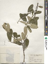 Ilex cassine image